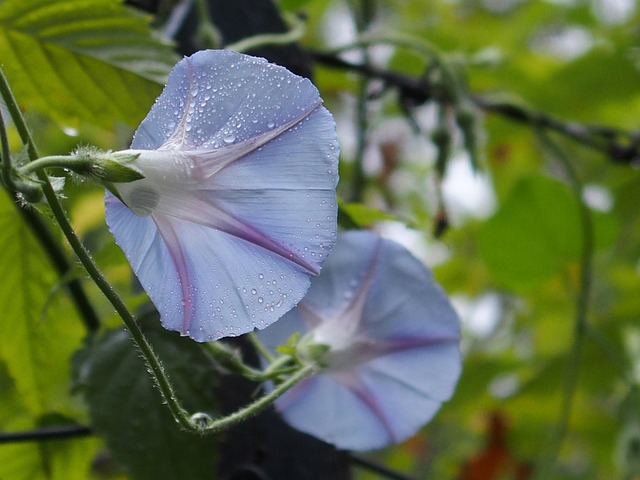 Free Light Blue Flower photo and picture
