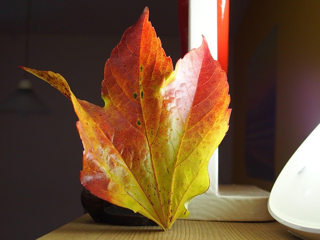Free Fall Multicoloured photo and picture