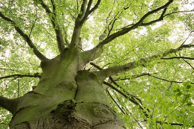 Free Tree Green photo and picture