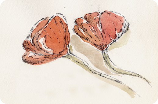 Amapolas, Flores, Amapola, Rojo, Flor