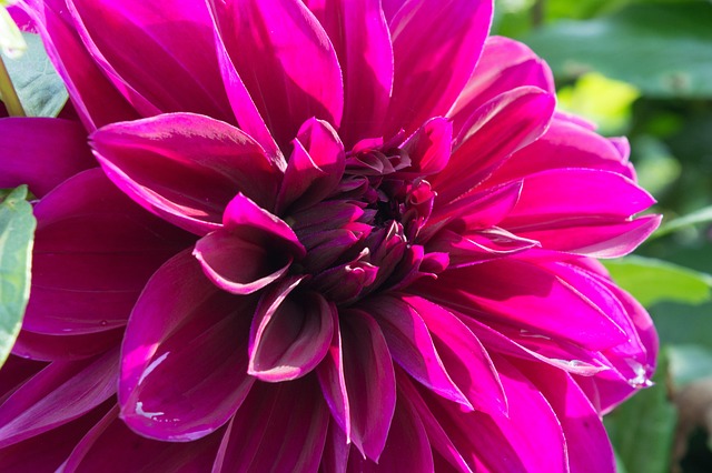 Free Flower Garden photo and picture