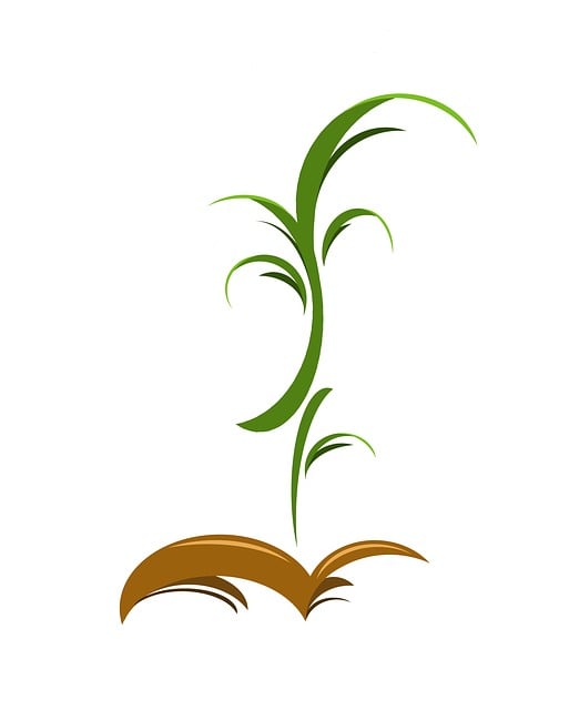 Planta, Naturaleza, Crecer, Semilla