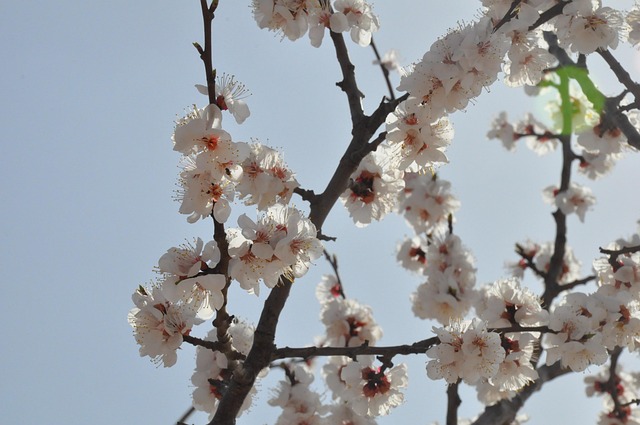 Free Shanxi Apricot Blossom photo and picture