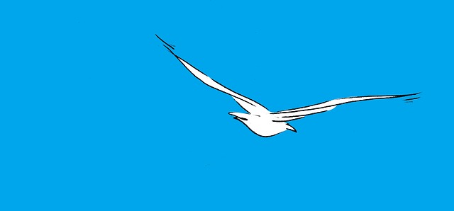 Free seagull sky bird illustration
