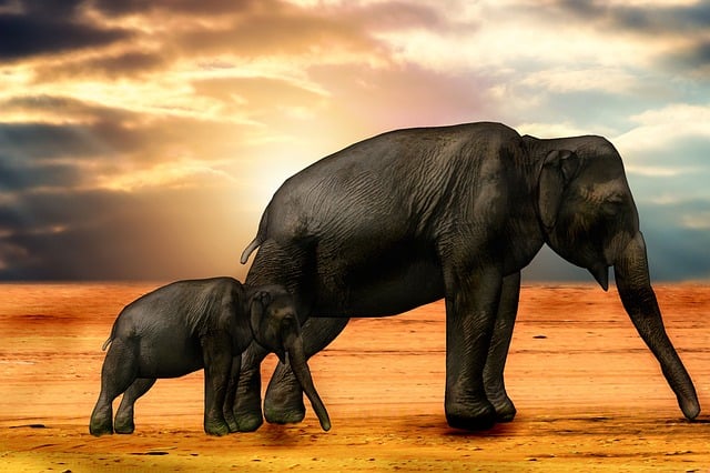 Free elephants africa sun illustration