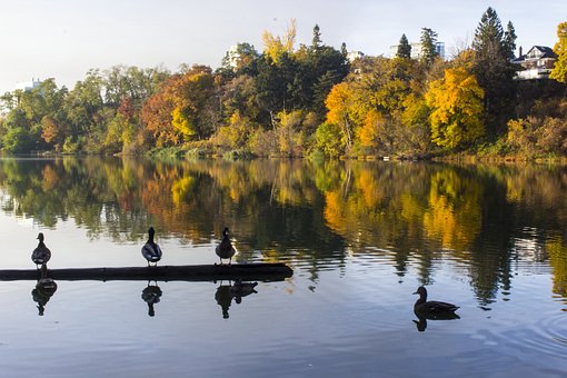 Lago, Patos, Otoño, Árboles
