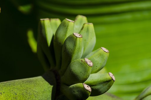 Banane, Bananenbaum, Obst, Natur