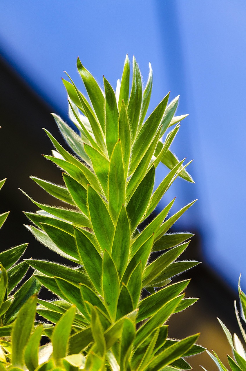 Planta Naturaleza Arbusto Foto gratis en Pixabay Pixabay