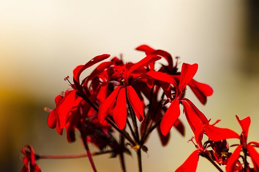 Pflanze, Blumentapete, Natur