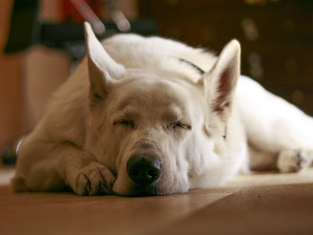 Free Sleeping Dog photo and picture