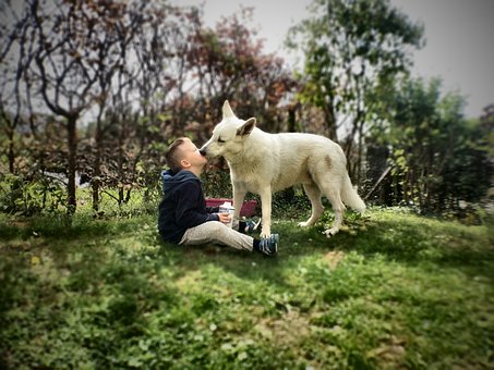 Free Kiss Dog photo and picture