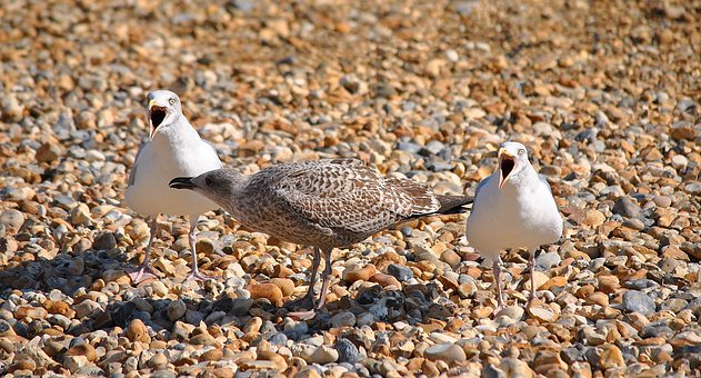 Möwe, Vögel, Natur, Strand, Steine
