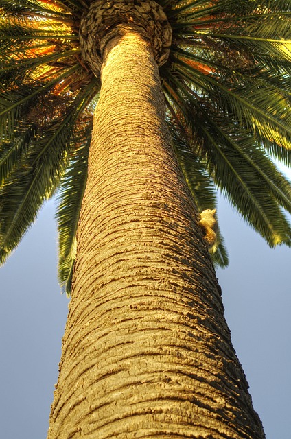 Palme, Egern, Natur, Californien, Gnaver