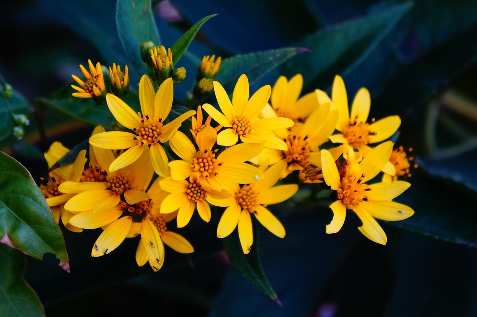 El Salvador Flowers Bouquet Free photo on Pixabay Pixabay