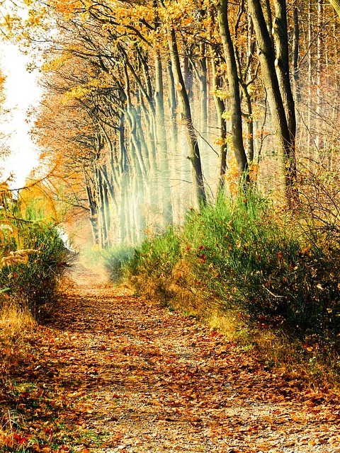 Mod, Pădure, Ceaţă, Ușoară, Misterios