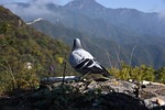 the great wall, pigeon, bird