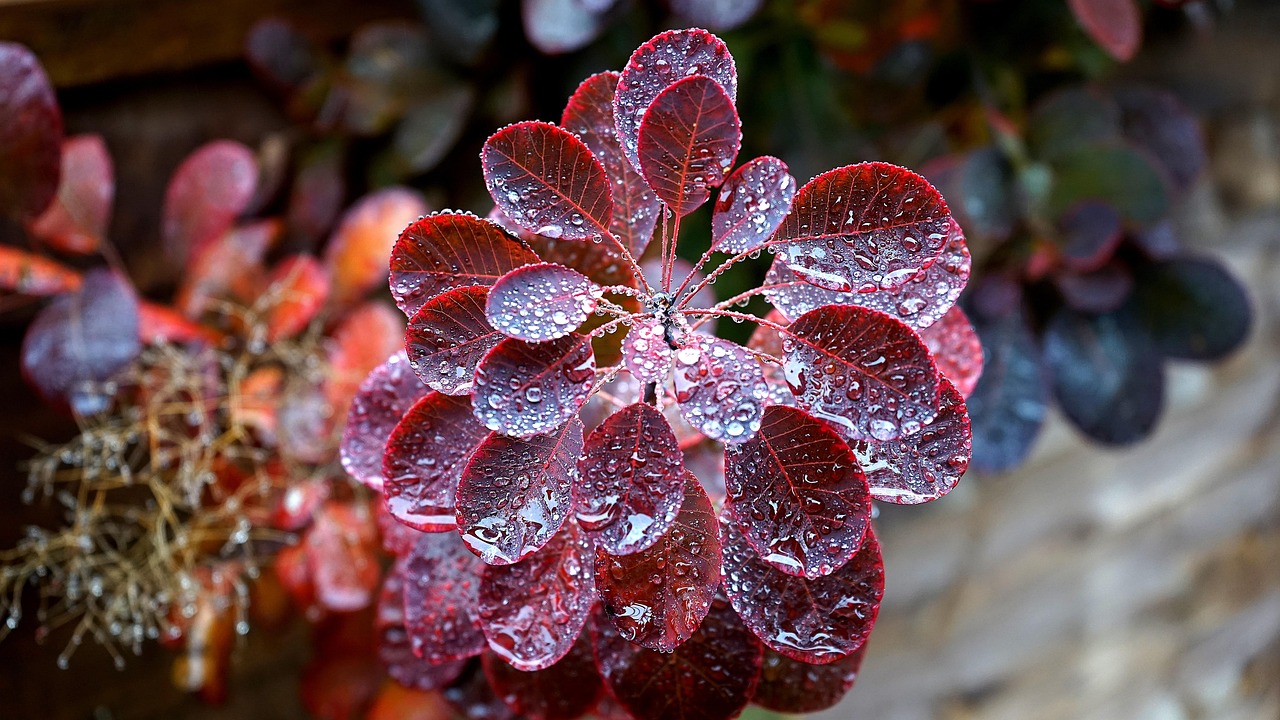 Plant Rain Nature Free photo on Pixabay Pixabay