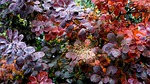 plant, rain, nature