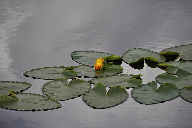 Free Water Lily photo and picture