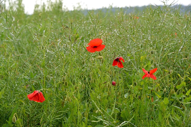 Free Poppy Dew photo and picture