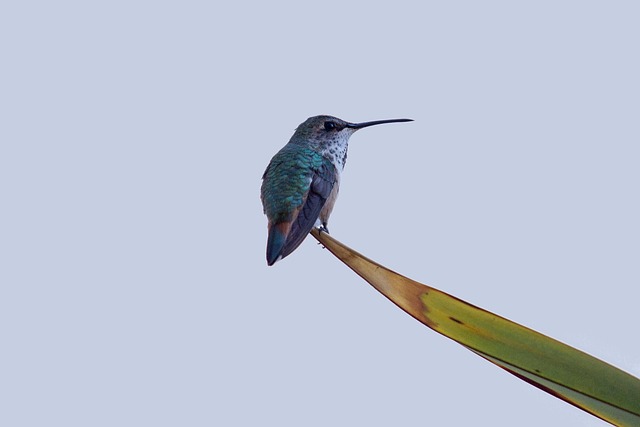 Hum Images 100,000+ Free Humming-Bird & Humming Bird Images - Pixabay