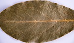 sheet, old leaf, dry leaves