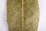 sheet, old leaf, dry leaves