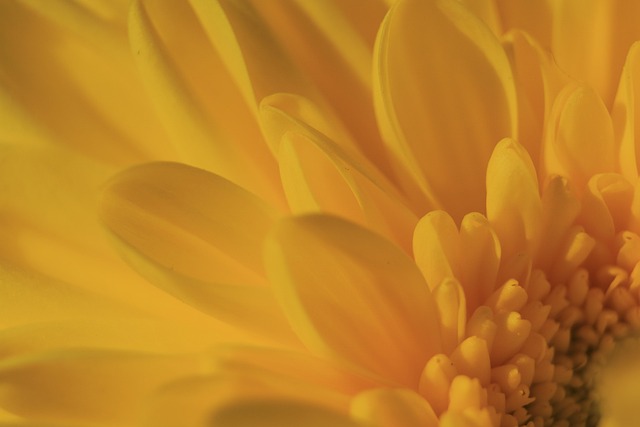 Blomst, Plante, Gul, Makro, Kronblad