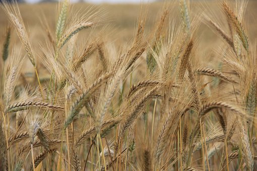 Free Wheat Earth photo and picture