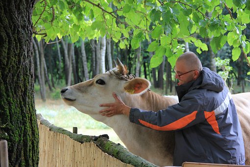 Free Cow Farmer photo and picture