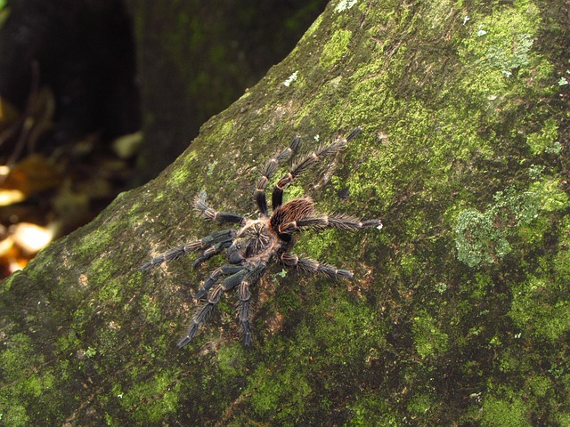 Araña Spider - Foto gratis en Pixabay - Pixabay