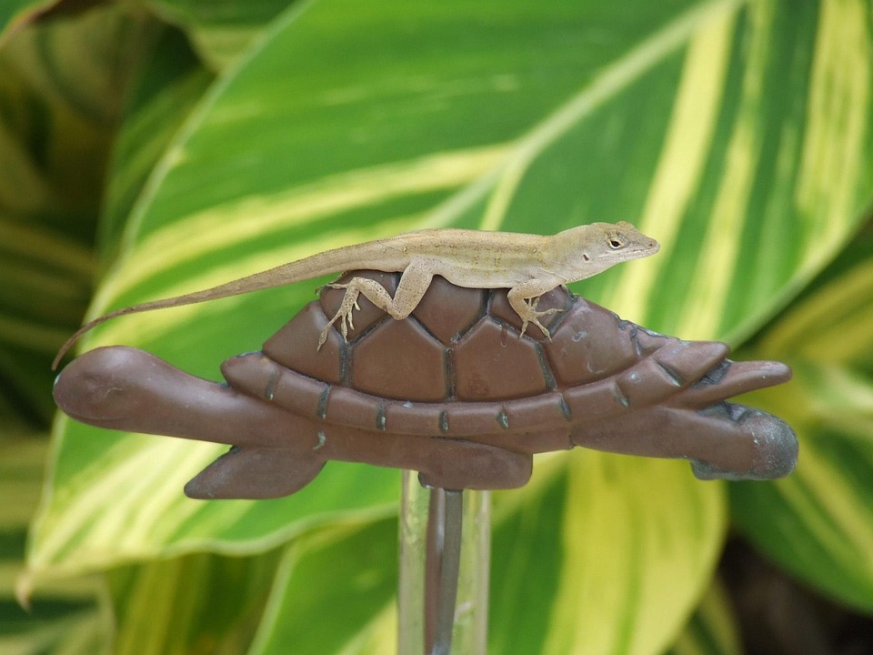 Lagarto Tartaruga Animal - Foto gratuita no Pixabay - Pixabay