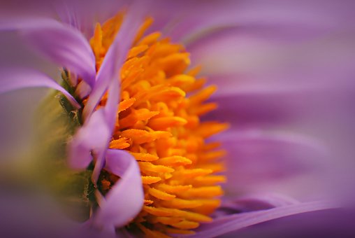 Free Macro Shot Blossom photo and picture