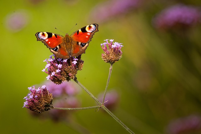 Vlinder, Nectar