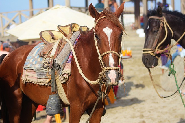 Free Horse Nature photo and picture