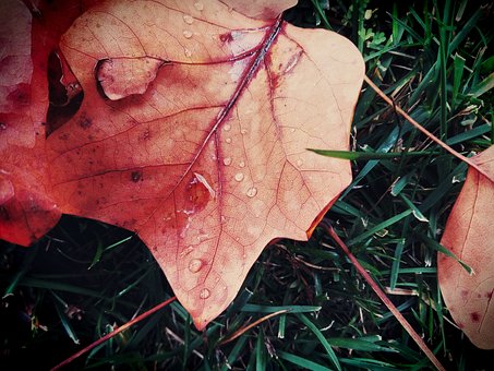 Blatt, Herbst, Farbe, Tropfen, Gras