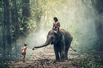 children, seat, elephant