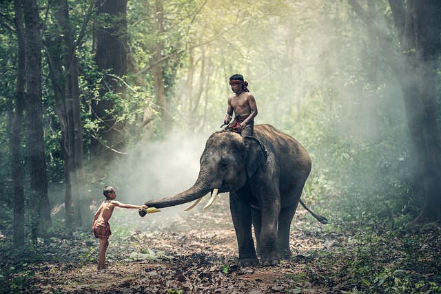 Elephant Nature Park Children S Book Elephant Nature Park Children S Book