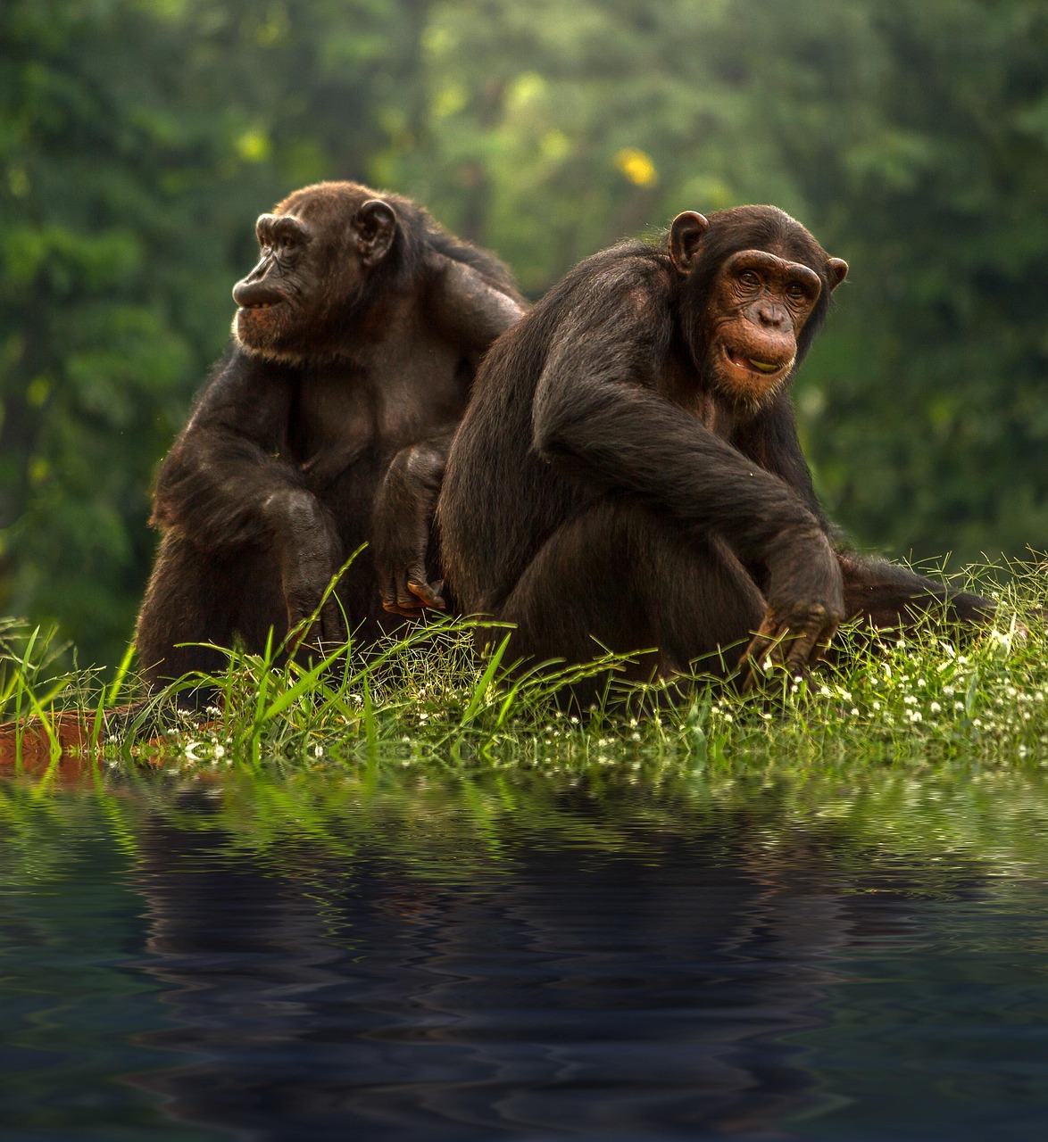 Plus De 400 Photos Gratuites De Chimpanz Chimpanz Et De Singe Pixabay