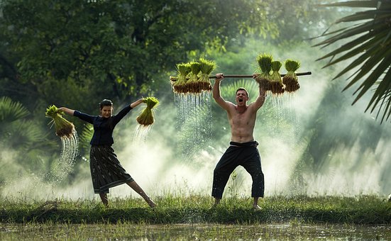 Harvest, Myanmar, Burma, Rice Crust