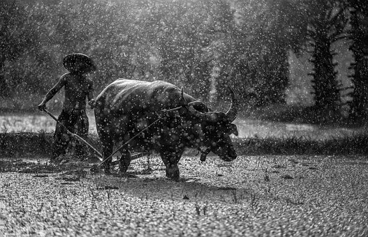 Bivol, Agricultor, Cultivarea