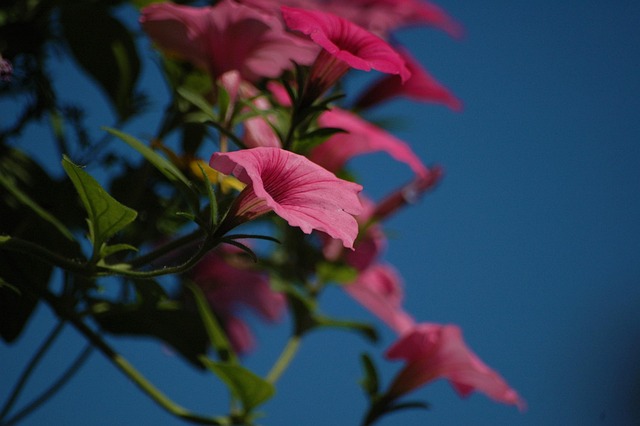 Free Flowers Pink photo and picture