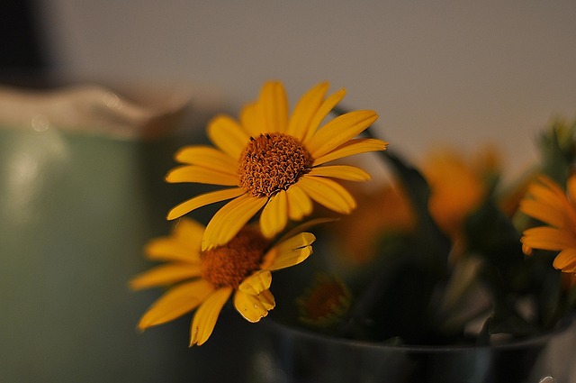 Free Flowers Yellow photo and picture