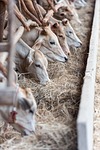 animals, the cow, dry grass