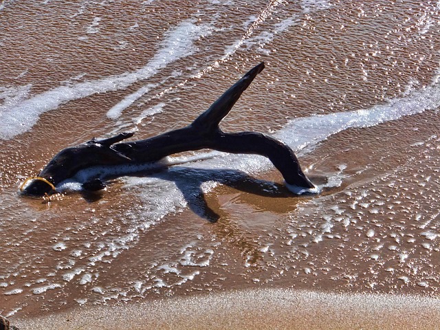Free Beach Sand photo and picture