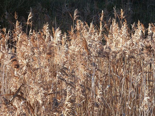 Free Grass Dry photo and picture