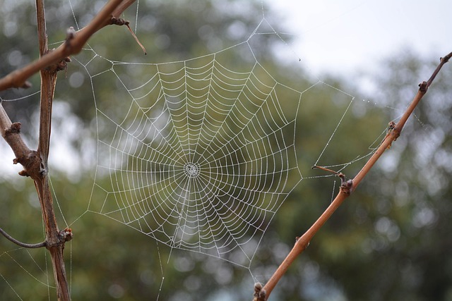 Free Cobweb Spider photo and picture