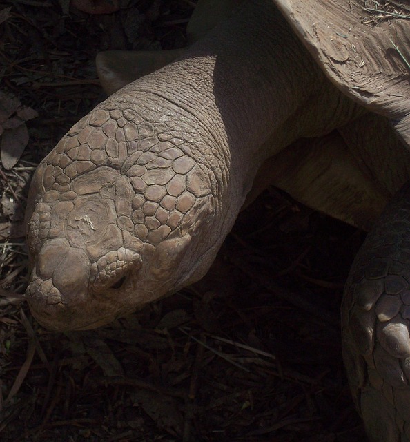 Schildkröte, Tier, Reptil, Tierwelt