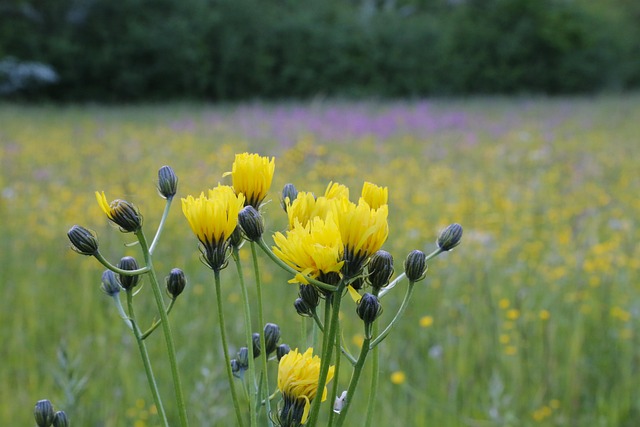 Free Flower Wildflower photo and picture