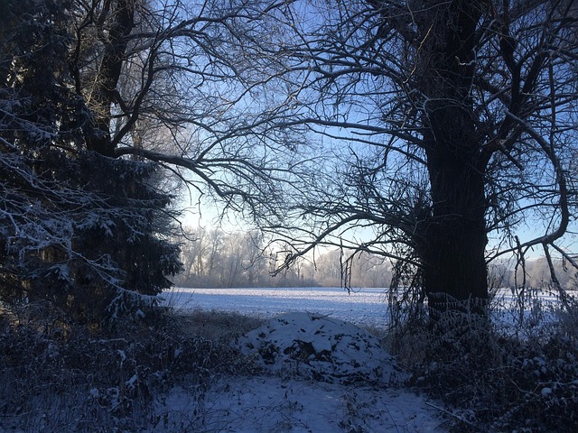 Free Winter Landscape Snow photo and picture